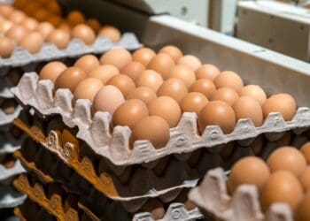 Falling egg prices are squeezing margins for poultry farmers and small traders, forcing many to adjust their prices to stay afloat.

Photo:Supplied