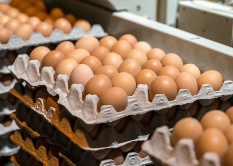 Falling egg prices are squeezing margins for poultry farmers and small traders, forcing many to adjust their prices to stay afloat.
Photo:Supplied