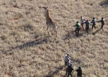 The wildlife economy in South Africa continues to show limited but growing participation from black-owned businesses, Photo. WWF