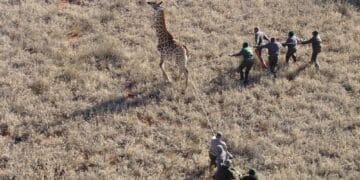 The wildlife economy in South Africa continues to show limited but growing participation from black-owned businesses, Photo. WWF