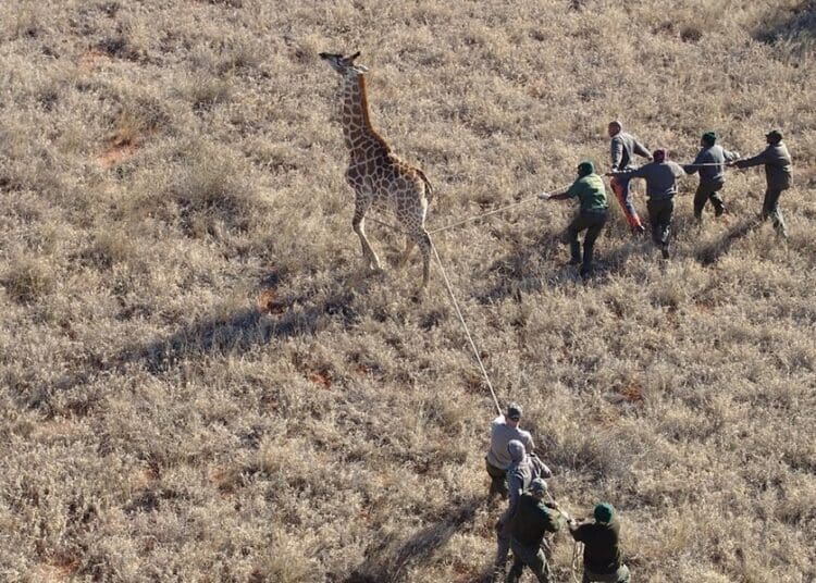 The wildlife economy in South Africa continues to show limited but growing participation from black-owned businesses, Photo. WWF