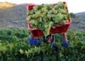The first official shipment of South African table grapes has arrived in the Philippines