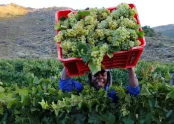 The first official shipment of South African table grapes has arrived in the Philippines