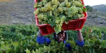 The first official shipment of South African table grapes has arrived in the Philippines