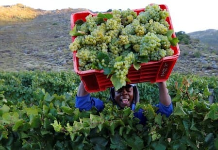 The first official shipment of South African table grapes has arrived in the Philippines