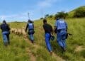 Police officers recover livestock during an operation targeting stock theft in a rural area, a suspect is arrested.
Photo: SAPS