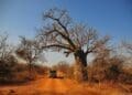 Limpopo is positioning tourism infrastructure as part of a broader economic development strategy aimed at attracting investors. Photo. Lucas Ledwaba\Mukurukuru Media