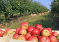 South African agricultural SMEs are set to benefit from China’s zero-tariff preference scheme, which opens new export opportunities for products such as apples, wine and rooibos tea. Photo: Croptracker