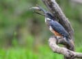 Southern African countries are looking to tap into the multi-million dollar bird watching tourism sector. Photo. Pogiso Heaven Modise\Heaven Wildlife Photography