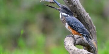 Southern African countries are looking to tap into the multi-million dollar bird watching tourism sector. Photo. Pogiso Heaven Modise\Heaven Wildlife Photography