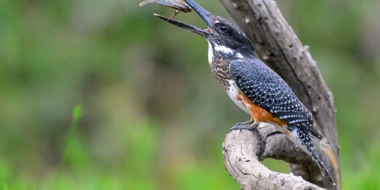Southern African countries are looking to tap into the multi-million dollar bird watching tourism sector. Photo. Pogiso Heaven Modise\Heaven Wildlife Photography