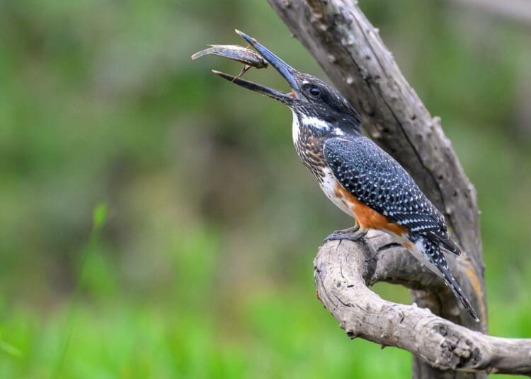 Southern African countries are looking to tap into the multi-million dollar bird watching tourism sector. Photo. Pogiso Heaven Modise\Heaven Wildlife Photography