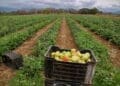 Limpopo’s renewed investment in agro-processing, agricultural infrastructure and rural industrialisation is raising hopes among small businesses. Photo: Lucas Ledwaba\Mukurukuru Media
