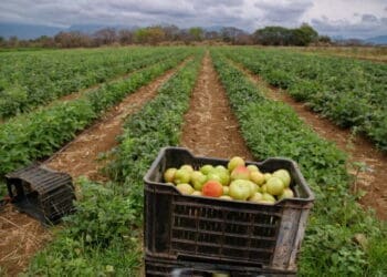 Limpopo’s renewed investment in agro-processing, agricultural infrastructure and rural industrialisation is raising hopes among small businesses. Photo: Lucas Ledwaba\Mukurukuru Media