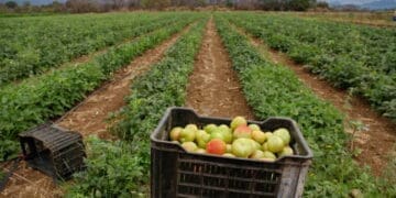 Limpopo’s renewed investment in agro-processing, agricultural infrastructure and rural industrialisation is raising hopes among small businesses. Photo: Lucas Ledwaba\Mukurukuru Media