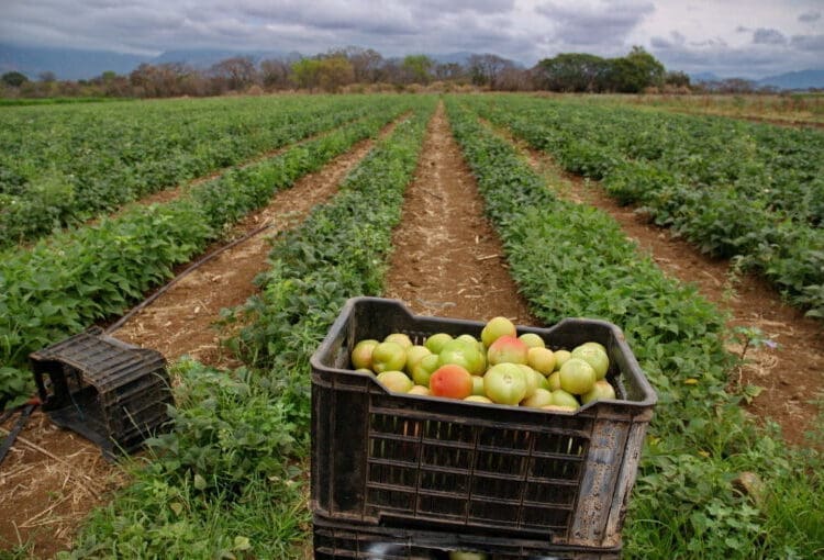 Limpopo’s renewed investment in agro-processing, agricultural infrastructure and rural industrialisation is raising hopes among small businesses. Photo: Lucas Ledwaba\Mukurukuru Media