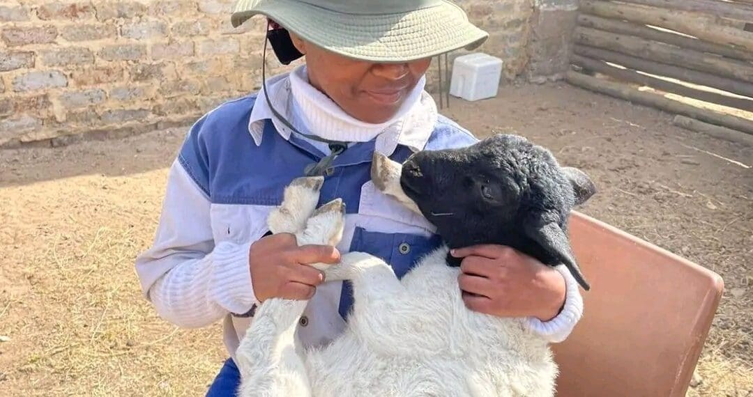 By combining formal qualifications in animal health with an aggressive bootstrapping strategy, agripreneur Nokwanda Prettygirl Msomi has successfully scaled her Delmas small stock operation into a commercial supplier.