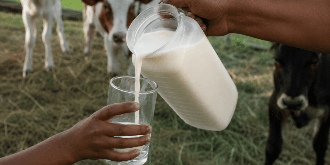 Rising milk prices are putting pressure on small dairy farmers, bakers, and consumers as costs climb across South Africa’s food value chain.
Photo:Supplied