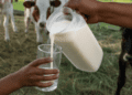 Rising milk prices are putting pressure on small dairy farmers, bakers, and consumers as costs climb across South Africa’s food value chain.
Photo:Supplied