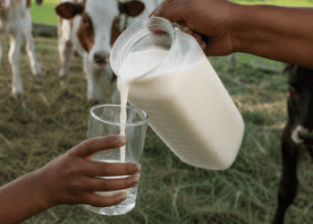 Rising milk prices are putting pressure on small dairy farmers, bakers, and consumers as costs climb across South Africa’s food value chain.
Photo:Supplied