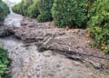 Eastern Cape citrus farmers are rushing to protect crops and infrastructure as heavy rain forecasts threaten to worsen losses