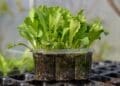 Seedling suppliers are seeing growing demand as more consumers invest in growing vegetables at home.