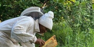 Phodzo Tshikosi's  passion for beekeeping has grown into a thriving honey business in Tshavhalovhedzi village, Nzhelele, Limpopo.