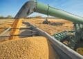 The Eastern Cape has launched an R80 million grain commercialisation drive to support emerging farmers and expand commercial grain production.
Photo:wandilesihlobo.com