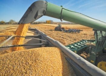 The Eastern Cape has launched an R80 million grain commercialisation drive to support emerging farmers and expand commercial grain production.

Photo:wandilesihlobo.com