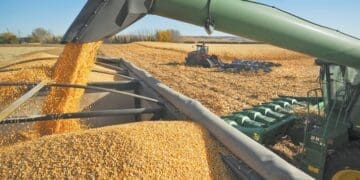 The Eastern Cape has launched an R80 million grain commercialisation drive to support emerging farmers and expand commercial grain production.
Photo:wandilesihlobo.com