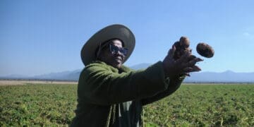 Zelda Masoga of Mazeli Farming in Limpopo is among a new generation of black commercial farmers rewriting past inequalities. Photo. Lucas Ledwaba\Mukurukuru Media
