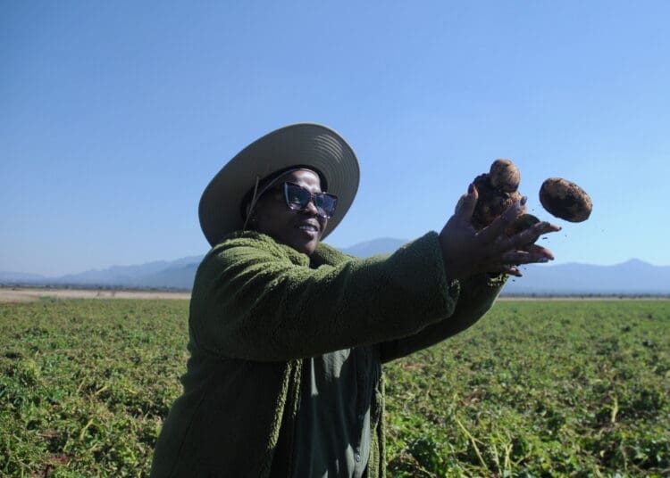 Zelda Masoga of Mazeli Farming in Limpopo is among a new generation of black commercial farmers rewriting past inequalities. Photo. Lucas Ledwaba\Mukurukuru Media