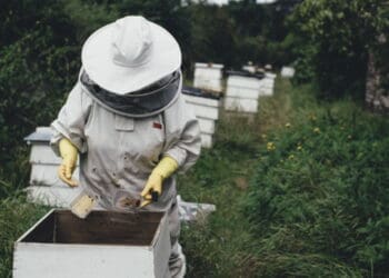 Investing in the next generation of beekeepers is about more than producing honey. Photo, SABIO