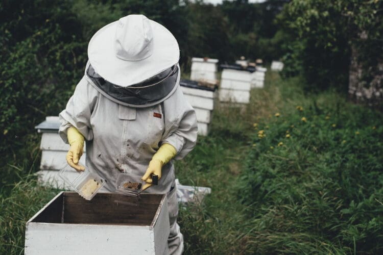 Investing in the next generation of beekeepers is about more than producing honey. Photo, SABIO